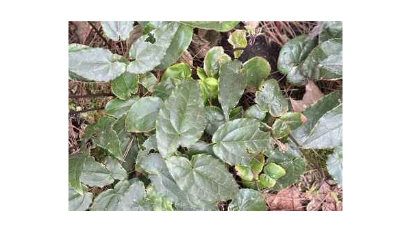 婬羊藿的作用和功效，婬羊藿，作用与功效详解