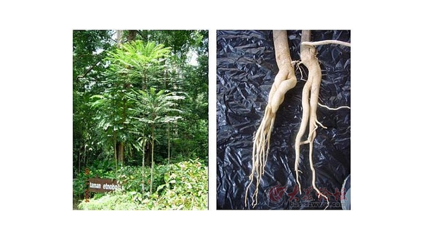 东革阿里，功效与副作用的全面解析 东革阿里有副作用吗?