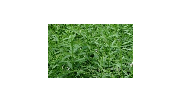 黑升麻的功效与作用及禁忌?，黑升麻，功效、作用与禁忌全解析！