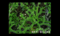伸筋草透骨草海风藤的功效