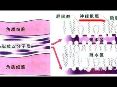 神经酰胺的功效与作用对皮肤的作用