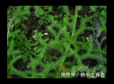 伸筋草透骨草海风藤的功效