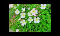 吃月见草有什么副作用，吃月见草会有哪些副作用？