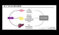 食用酶的作用原理，关于食用酶的作用原理，你了解多少？