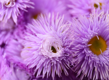 紫雏菊副作用,紫雏菊的副作用有哪些?