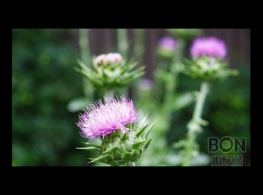 奶蓟草有没有副作用和禁忌,奶蓟草的副作用与禁忌,你了解吗?