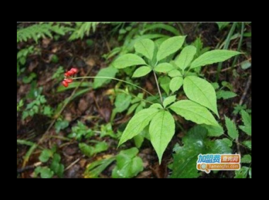 美国野山参的食用方法，关于美国野山参的食用方法，你了解多少？