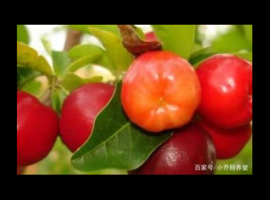 针叶樱桃作用与功效,针叶樱桃的神奇功效,你知道其作用吗?