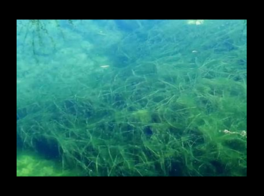 螺旋藻的功效与作用百科,螺旋藻的功效与作用,你了解多少?