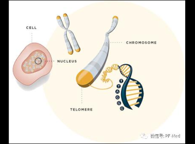 端粒酶有什么功效,端粒酶的功效是什么?