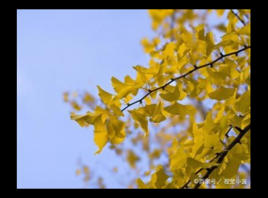 银杏树叶子，自然宝藏的保健作用 银杏树叶子作用与功效