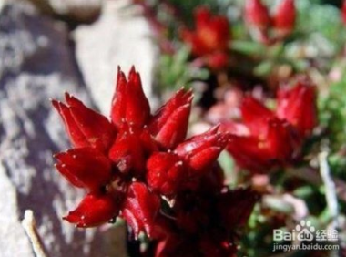 红景天的神奇功效与作用及使用禁忌 红景天的功效与作用及禁忌是什么